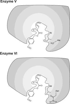 f. Kunstlike ensüümide V ja VI (toodud all) substraadispetsiifilisust uuriti dienofiilreagentide 1 6 abil: H 3 C CH 3 CH 3 CH 3 CH 3 CH 3 CH 3 CH 3 CH 3 H 1 2 3 4 5 6 Kunstliku ensüümiga V (vt