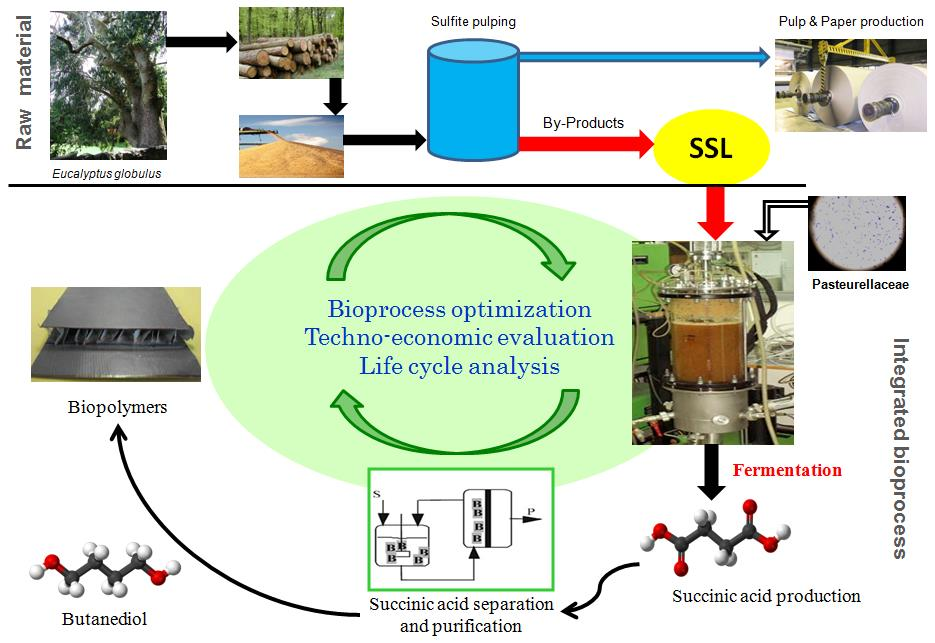 Biorefinery development in the pulp & paper industry Wood components are separated via treatment with calcium or magnesium sulfite.