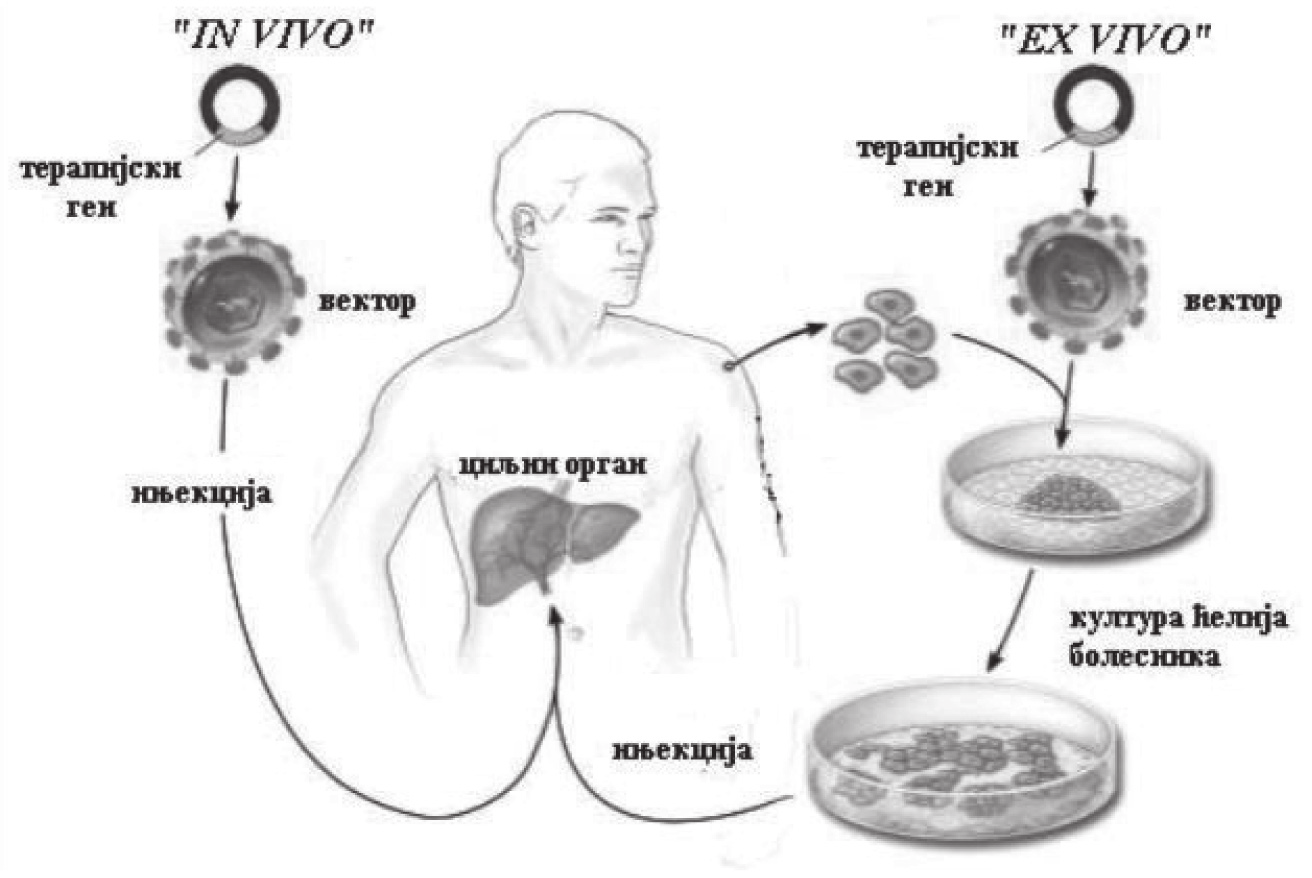 2. Клиничка генетика Слика 1. Основни приступи у генској терапији Постоји неколико кључних корака у дизајнирању генске терапије.