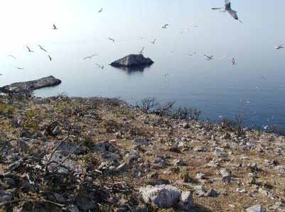 μεγάλων αρπακτικών, όπως ο Χρυσαετός), η λειτουργία λατομείων μαρμάρου που έχουν καταστρέψει μέρος της ΙΒΑ,