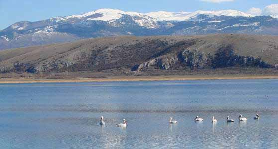 GR045 Λίμνες Βεγορίτιδα και Πετρών IBA Caretaker: Οδυσσέας Τζημούλης Στοιχεία περιοχής Η περιοχή περιλαμβάνει δύο λίμνες γλυκού νερού στους πρόποδες του όρους Βόρα, βόρεια του Αμύνταιου.
