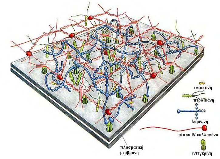 ΕΙΣΑΓΩΓΗ Εικόνα 1: Σχηματική αναπαράσταση της βασικής μεμβράνης και των αλληλεπιδράσεων μεταξύ μορίων που την δομούν και μορίων της επιφάνειας του κυττάρου (διαδικτυακός τόπος 1). 1.2 Πρωτεογλυκάνες Οι πρωτεογλυκάνες εκφράζονται σε όλα τα σπονδυλωτά καθώς επίσης και σε ασπόνδυλα, όπως το έντομο Drosophila melanogaster, και το νηματοειδές C.