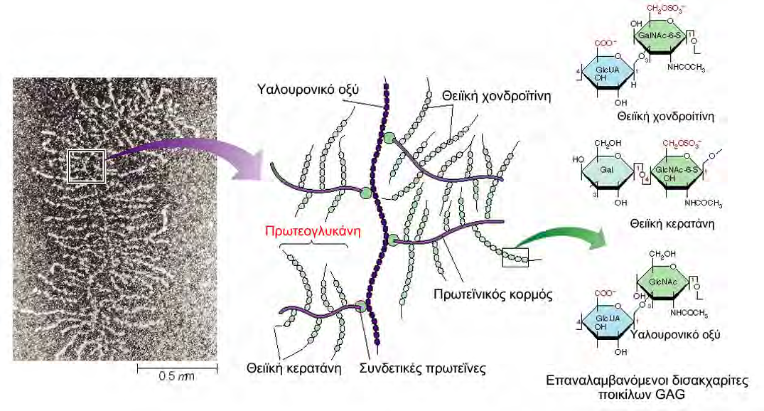 ΕΙΣΑΓΩΓΗ Εικόνα 2: Απεικόνιση γιγαντιαίων συμπλόκων πρωτεογλυκάνης-συνδετικών πρωτεϊνών-υαλουρονικού.