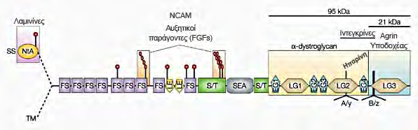 ΕΙΣΑΓΩΓΗ Εικόνα 6: Διαγραμματική απεικόνιση της δομής της agrin και περιοχές μέσω των οποίων αλληλεπιδρά με μόρια όπως, η α-dystroglycan, οι ιντεγκρίνες, ο υποδοχέας της agrin, οι ισομορφές της