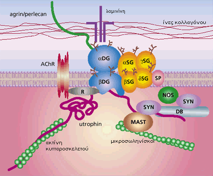 ΕΙΣΑΓΩΓΗ Εικόνα 7: Διαγραμματική απεικόνιση της αλληλεπίδρασης της agrin με την α- dystroglycan του DAPC (dystrophin-associated protein complex) συμπλόκου και η επακόλουθη συνάθροιση της rapsyn και