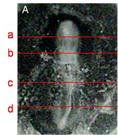 ΑΠΟΤΕΛΕΣΜΑΤΑ Εικόνα 17: (A) και (B) Έμβρυα απομονώθηκαν στο στάδιο ΗΗ3-4, επωάστηκαν απουσία (Α) ή παρουσία (Β) μονοκλωνικού αντισώματος έναντι της agrin για 2h στους 37,5 ο C και καλλιεργήθηκαν σε
