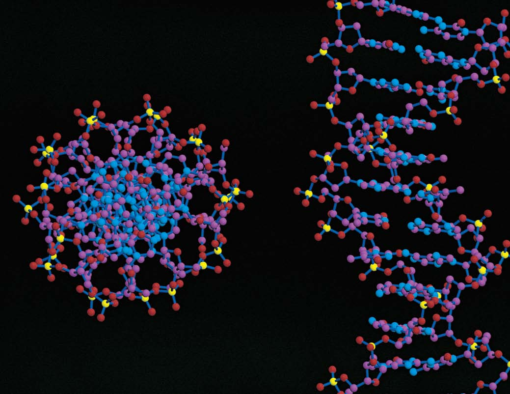 Κεφάλαιο 10 DNA: Το γενετικό υλικό Η διπλή έλικα του DNA.