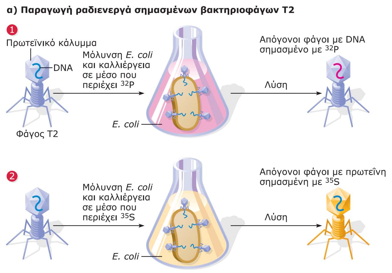 Πείραμα