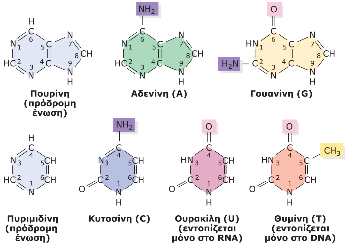 Αζωτούχες βάσεις στο DNA και στο RNA Οι δομές των αζωτούχων βάσεων στο DNA και στο RNA.