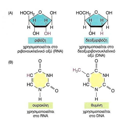 Δομή RNA