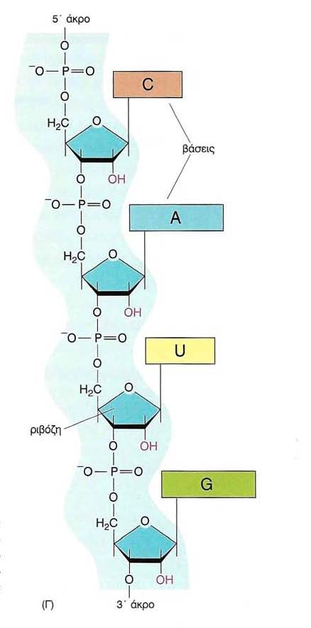 Δομή RNA