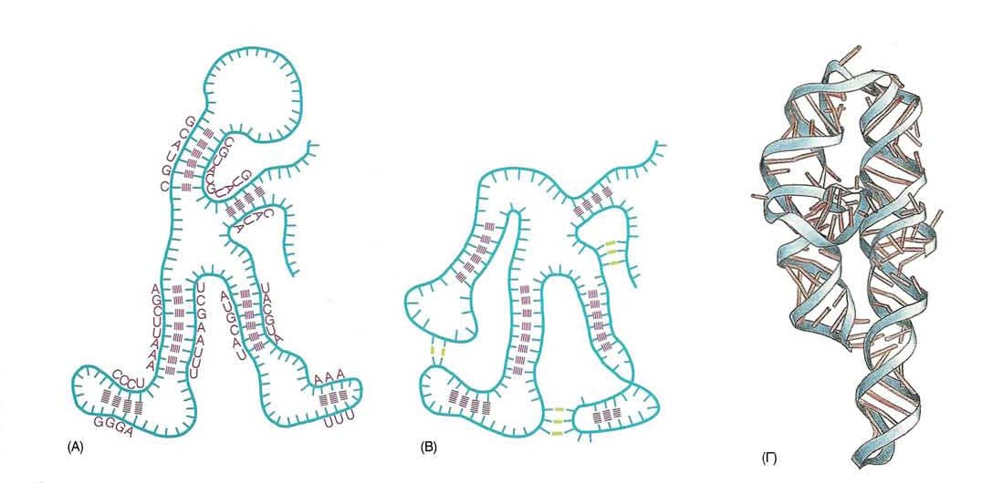 Δομή RNA