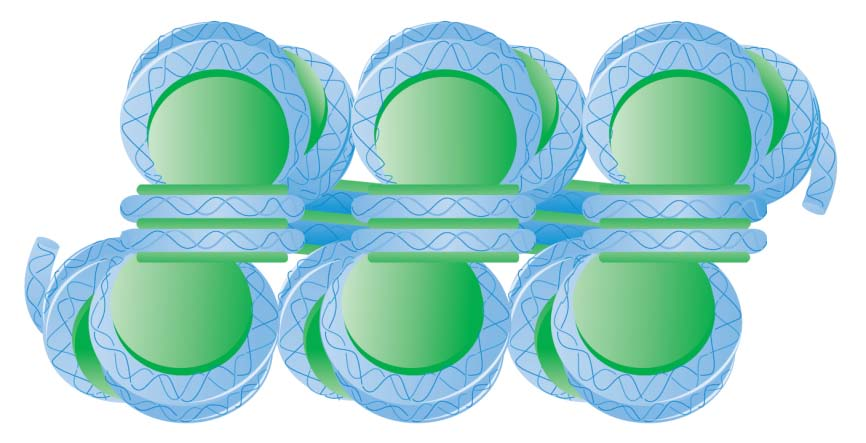 To ινίδιο χρωματίνης των 30 nm. α) β) (α) Ηλεκτρονιομικρογραφία του ινιδίου.