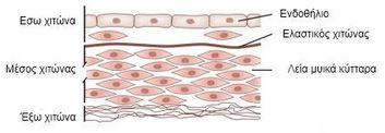 2 αποτελεί το εσωτερικό στρώμα του καρωτιδικού τοιχώματος, είναι λεπτός και εξασφαλίζει την ομαλή διέλευση του αίματος χάρη σε μια στοιβάδα ενδοθηλιακών κυττάρων και τη λεπτή βασική μεμβράνη την