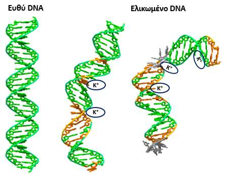 K + και ελίκωση DNA (1) Ευθύ DNA= Αργό/ δυσλειτουργικό Ελίκωση DNA= Απαραίτητη για ροή γεν.