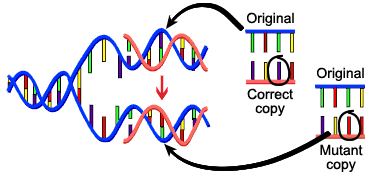 K + και αντιγραφή DNA (2) ταχύτητα και πιστότητα K +