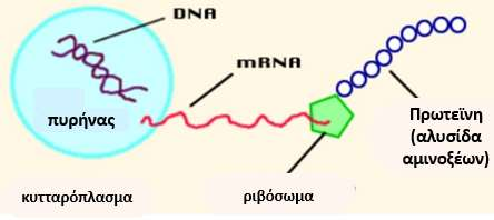 K + και μεταγραφή (3) Η μεταφορά της γενετικής πληροφορίας από DNA στο ριβόσωμα