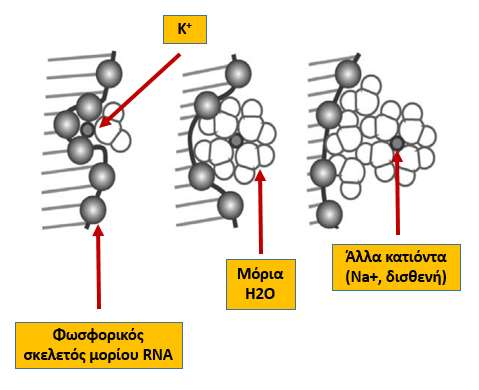 Σύγκριση K + με άλλα κατιόντα στη αλληλεπίδραση με DNA/RNA 2.