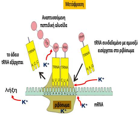 K + και πρωτεϊνοσύνθεση (5) Αλλάζει δομή / λειτουργία ριβοσώματος Σύνδεση mrna Σύνδεση του trna