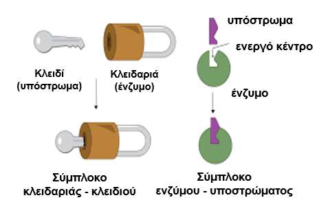 K + και ενεργοποίηση ενζύμων (6) Αμέσως μετά τη μετάφραση, οι νεοσύστατες πρωτεΐνες/ένζυμα είναι συνήθως αδρανείς K + K + K + K + K + τα ιόντα