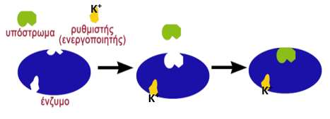 K + και ενεργοποίηση ενζύμων (6) Κ + : Μεσολαβητής ώστε το υπόστρωμα να αναγνωρίσει και να προσδεθεί στο ενεργό κέντρο Κ + : Προσδένεται στο ίδιο το ένζυμο,