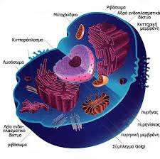 Δράσεις Κ + και κύτταρο Δυναμικό ηρεμίας κυτταρικών μεμβρανών Ενδοκυττάριο ph Ωσμωτικότητα Αγωγιμότητα
