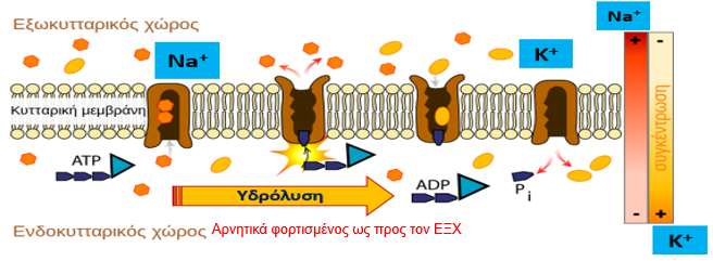 Ρύθμιση Κ + μεταξύ ΕΔΧ- ΕΞΧ Na + -Κ + -ATPάση: σημαντικότερη ιοντική αντλία σε όλους τους ζωικούς