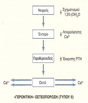 στους άντρες (Jensen et al. 2002) αλλά και από την προστατευτική δράση της θεραπείας υποκατάστασης οιστρογόνων στην οστική μάζα μεττεμμηνοπαυσιακών γυναικών (Horsman et al. 1983).