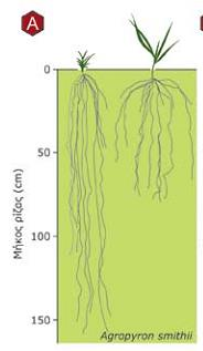Μακροπρόθεσμος εγκλιματισμός η σχετική ανάπτυξη της ρίζας είναι