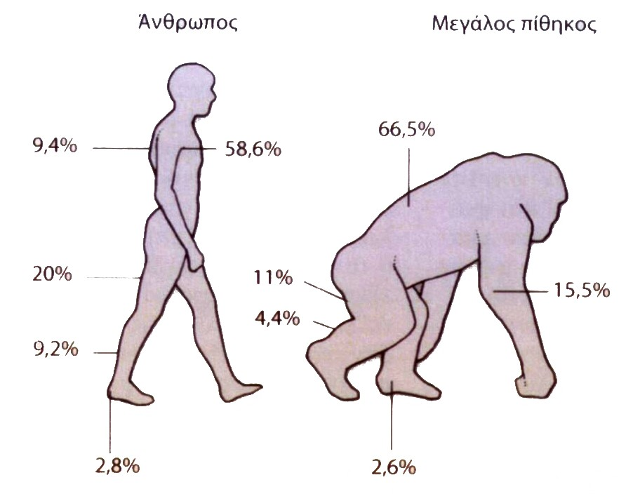 (3) Το κάτω άκρα είναι μακρύτερα, όπως φανερώνουν τα αναλογικά μήκη των διάφορων μερών του σώματος Για παράδειγμα, στον άνθρωπο ο μηρός αποτελεί το 20% του ύψους του σώματος, ενώ στον γορίλα μόλις το