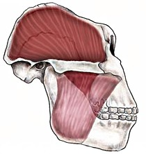 Χαρακτηριστικά του κρανίου που υποδηλώνουν μια ισχυρή μασητική δραστηριότητα αποτελούν: τα μεγάλα ζυγωματικά οστά και μια βρεγματική ακρολοφία στην κορυφή του κρανίου σχετίζονται με τις μεγάλες