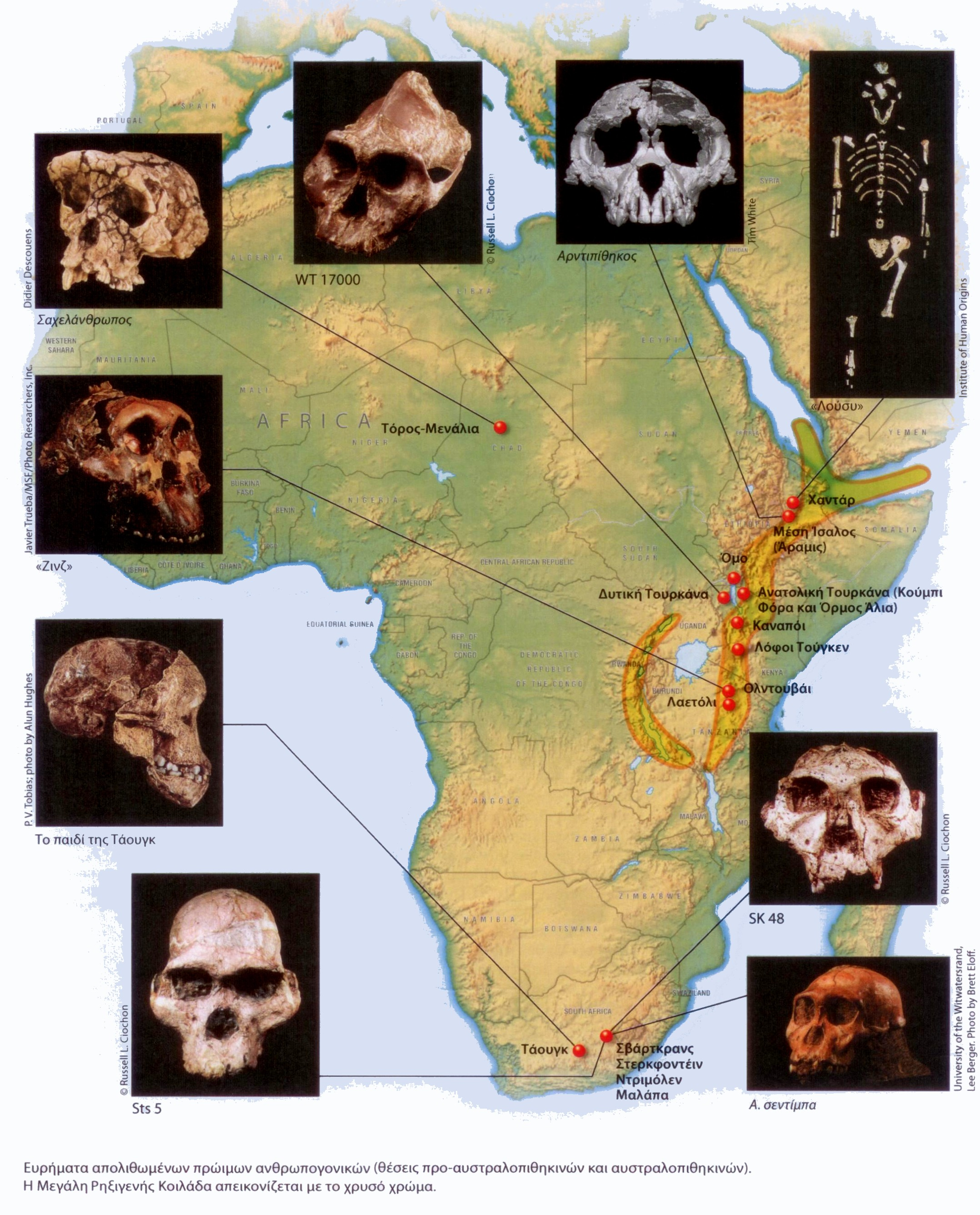 Στην Αφρική έζησε ποικιλία ειδών πρώιμων ανθρωπογονικών με ευρεία γεωγραφική κατανομή Τρεις κύριες ομάδες πρώιμων ανθρωπογονικών (βάσει χρονολογικής