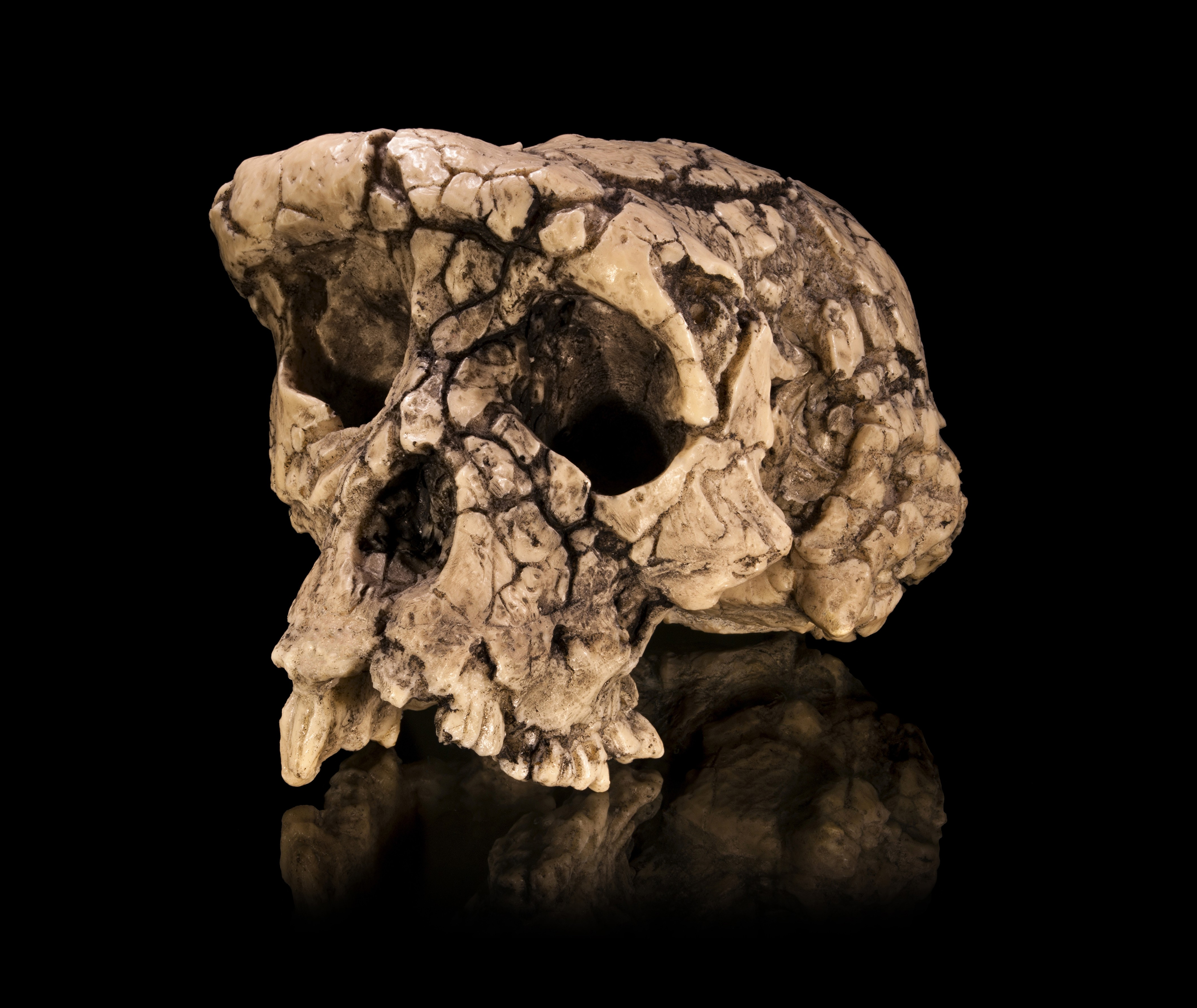 Σημαντικότεροι προ-αυστραλοπίθηκοι: Α) Σαχελάνθρωπος του Τσαντ (7,0 έως 6,0 εχπ) Το αρχαιότερο και πιο εντυπωσιακό δείγμα αποτελείται από ένα κρανίο που βρέθηκε στη Θέση Τόρος-Μενάλια στο Τσαντ της