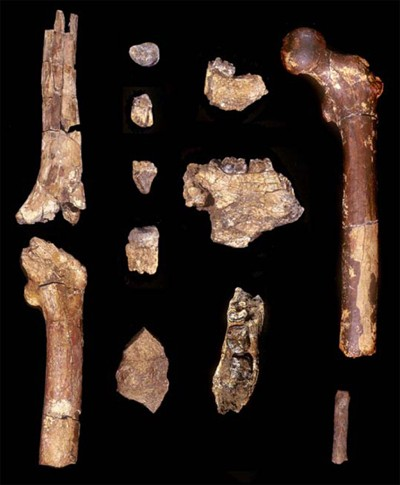 Σημαντικότεροι προ-αυστραλοπίθηκοι: Β) Ορρόριν των Τούγκεν (6,0 εχπ) Τα αρχαιότερα ευρήματα από ένα άλλο γένος πολύ πρώιμων ανθρωπογονικών (που ίσως ήταν σύγχρονοι του Σαχελάνθρωπου) προέρχονται από
