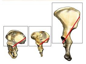Η τροποποίηση της δομής του σκελετού της πυελικής ζώνης επέφερε αρκετές αλλαγές στον λειτουργικό της ρόλο Με την πλάτυνση των ανώνυμων οστών και τη διεύρυνσή τους