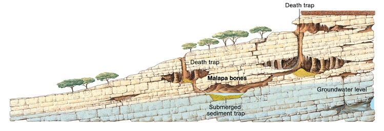 Αυστραλοπίθηκος σεντίμπα: Μια μεταβατική μορφή; Η ανατολική Αφρική θεωρείται το σκηνικό των αρχικών σταδίων της εξέλιξης του ανθρώπινου γένους Απολιθώματα από το Σπήλαιο Μαλάπα (Νότιος Αφρική) Αφρική