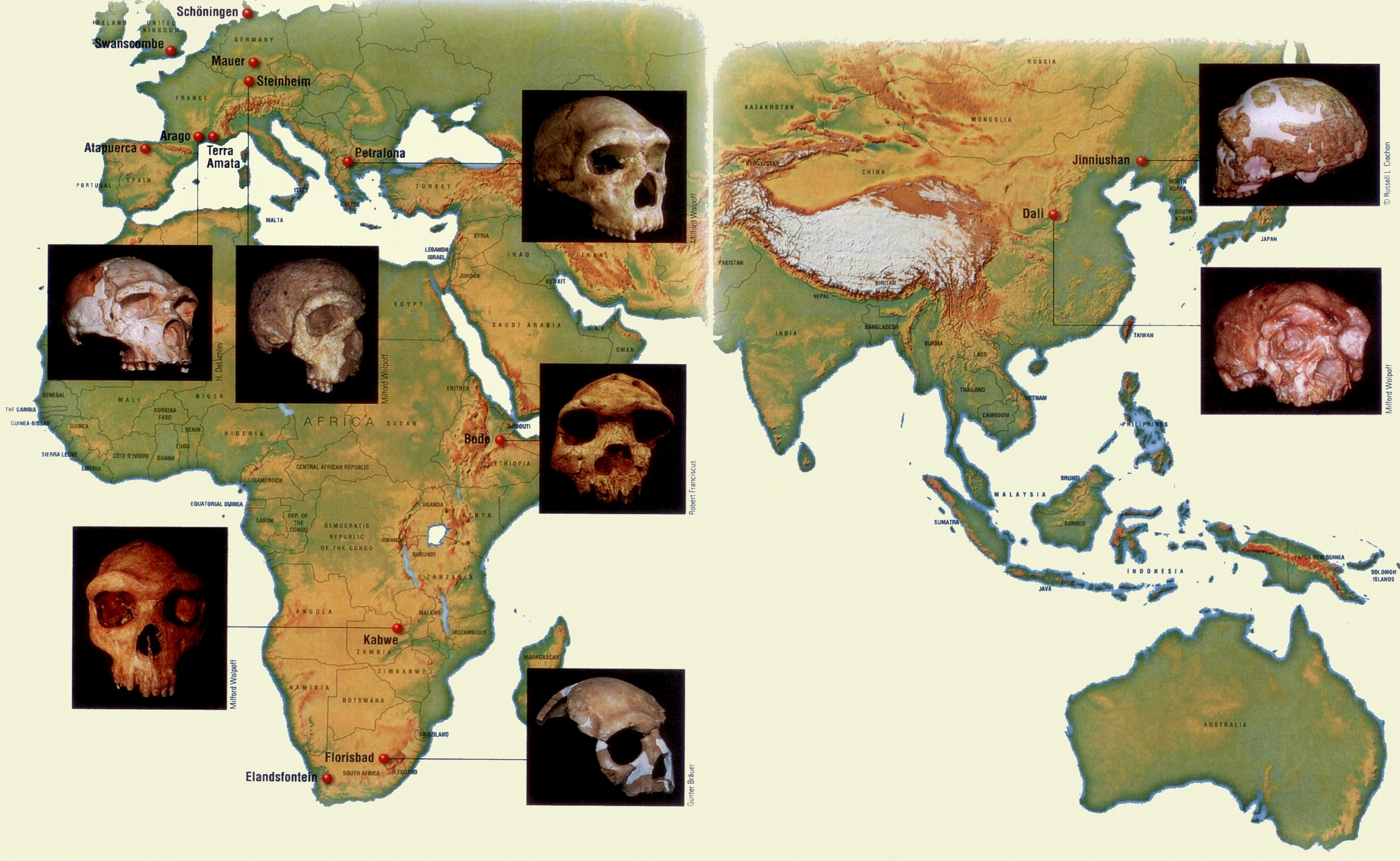 Μέση Πλειστόκαινος (780,000 125,000 χπ): Αρχαϊκοί άνθρωποι ως επί το πλείστον αντικατέστησαν τους προγενέστερους ανθρωπογονικούς στις
