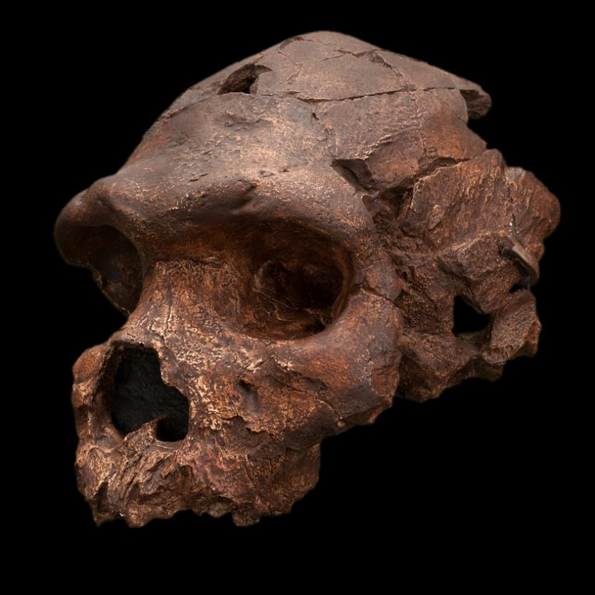 Τα κυριότερα απολιθώματα του Ανθρώπου της Χαϊδελβέργης: Αφρική Αρκετές παλαιοανθρωπολογικές θέσεις της Αφρικής έχουν αποκαλύψει απολιθώματα αρχαϊκών ανθρώπων Το σχεδόν άρτιο κρανίο από τη θέση Μπόντο