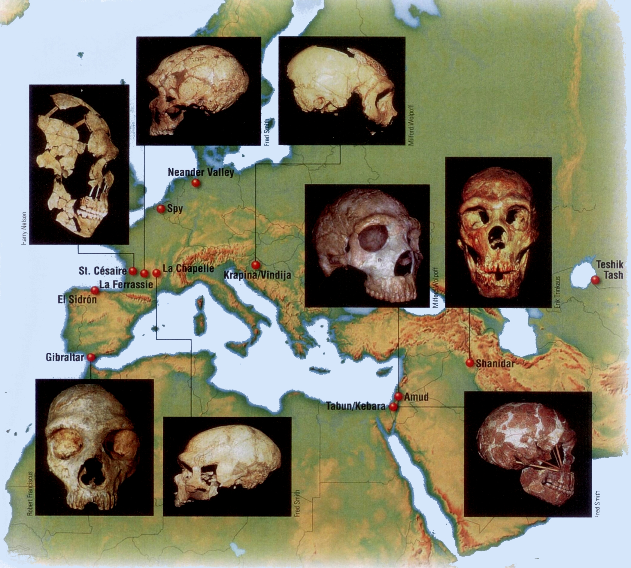 Η πλειονότητα των απολιθωμάτων έχει ανακαλυφθεί στην Ευρώπη Η περιγραφή του Ανθρώπου του Νεάντερταλ