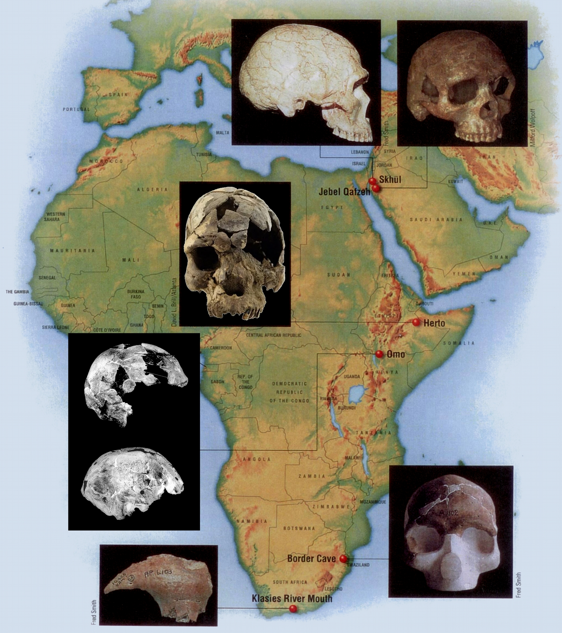 Τα κυριότερα απολιθώματα του ανατομικά σύγχρονου Σοφού Ανθρώπου: Αφρική Χρονολογία Θέση Εξελικτική σημασία 195.000 χρόνια πριν Όμο (Αιθιοπία) Έχουν βρεθεί δύο κρανία, το ένα ελαφρώς πιο εύρωστο.