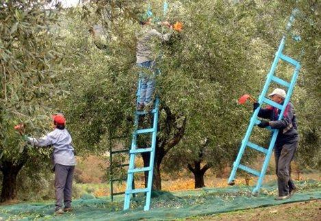 Η Ένωση Πεζών παράγει και τυποποιεί σήμερα τους ακόλουθους τύπους ελαιολάδου: Βιολογικό. Extra παρθένο ελαιόλαδο. Παρθένο ελαιόλαδο. Κουπέ ελαιόλαδο αγουρέλαιο.