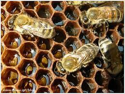 Στην συνέχεια αξιοσημείωτη επιχορήγηση θεωρείτε και αυτή υπέραγροικών συνεταιρισμών μελισσοκομικών.