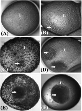 ΙΣ: Συλλογή αυγών 3/3 Sparus aurata, μία σταγόνα λαδιού Lahnsteiner and