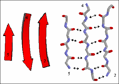 β-πτυχωτές επιφάνειες Στην γραφική αναπαράσταση κορδέλλας, οι β-κλώνοι αναπαριστούνται σχηματικά με ένα