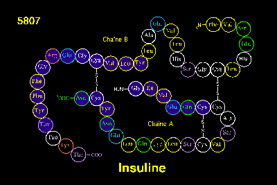 Δομή ινσουλίνης 2 αλυσίδες - 51 αμινοξέα - 418 άτομα 3