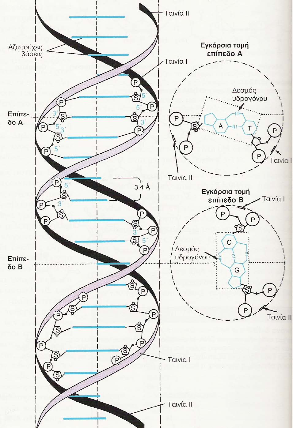 DNA