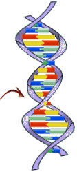 DNA