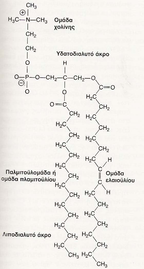 ΦΩΣΦΟΛΙΠΙΔΙΑ (λεκιθίνη) 2 Λιπαρά οξέα +