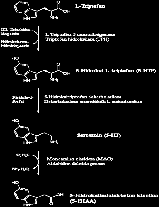 Transporteri za monoamine (serotonin, noradrenalin, dopamin) Pripadaju subfamiliji glikoproteina i lokalizovani su na membranama