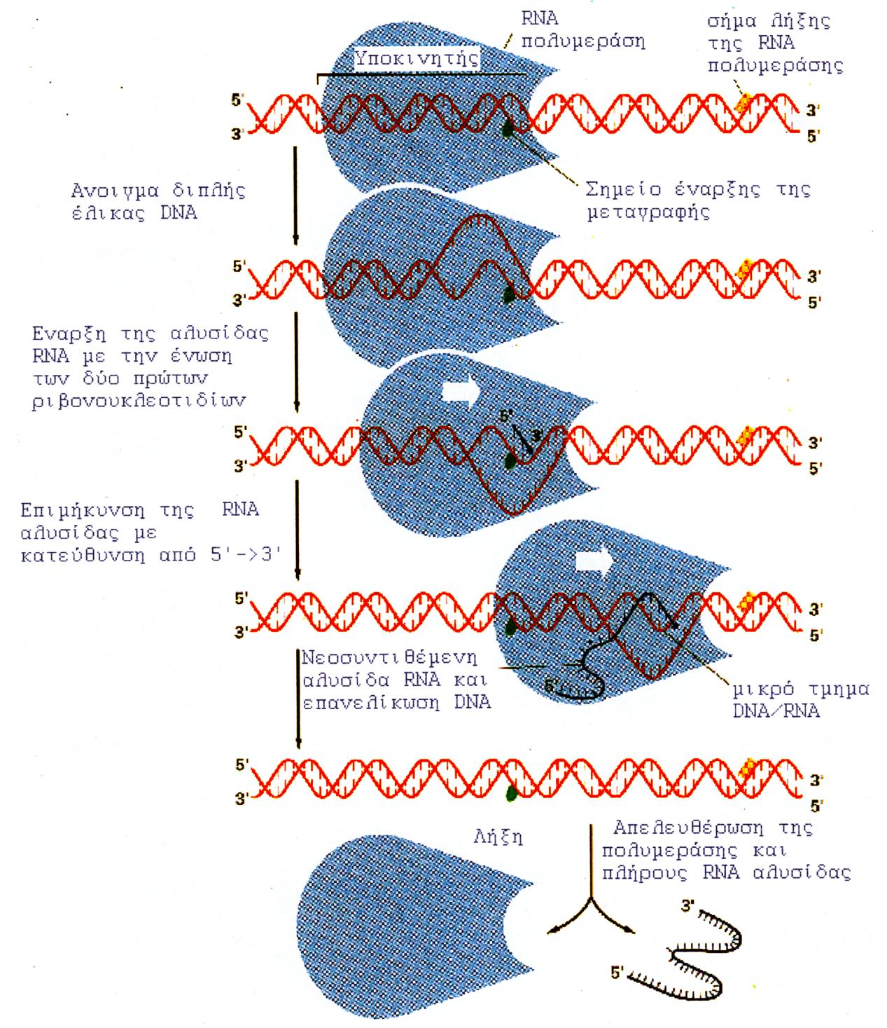 ΕΙΚΟΝΑ 2.2 Διαδικασία μεταγραφής ενός γονιδίου 1. Τι είναι αυτό που οδηγεί την RNA πολυμεράση να προσδεθεί στο σωστό γονίδιο προκειμένου να μεταγραφεί; 2.